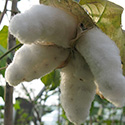 Cotton plant